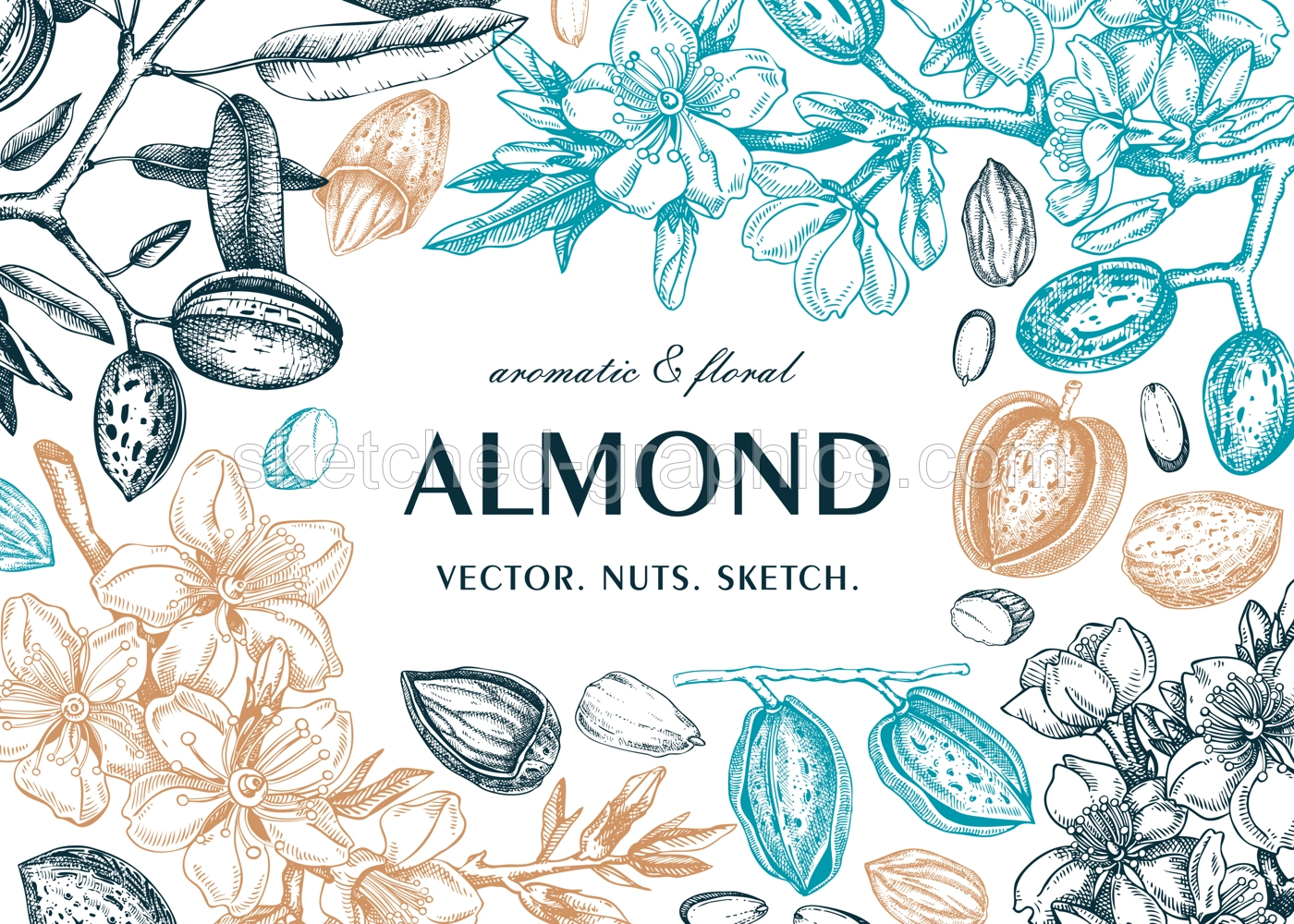 Almond frame design. Spring background. Blooming  branches, nuts, flower sketches in color. Healthy food hand-drawn illustration of almond nuts. NOT AI generated Illustration